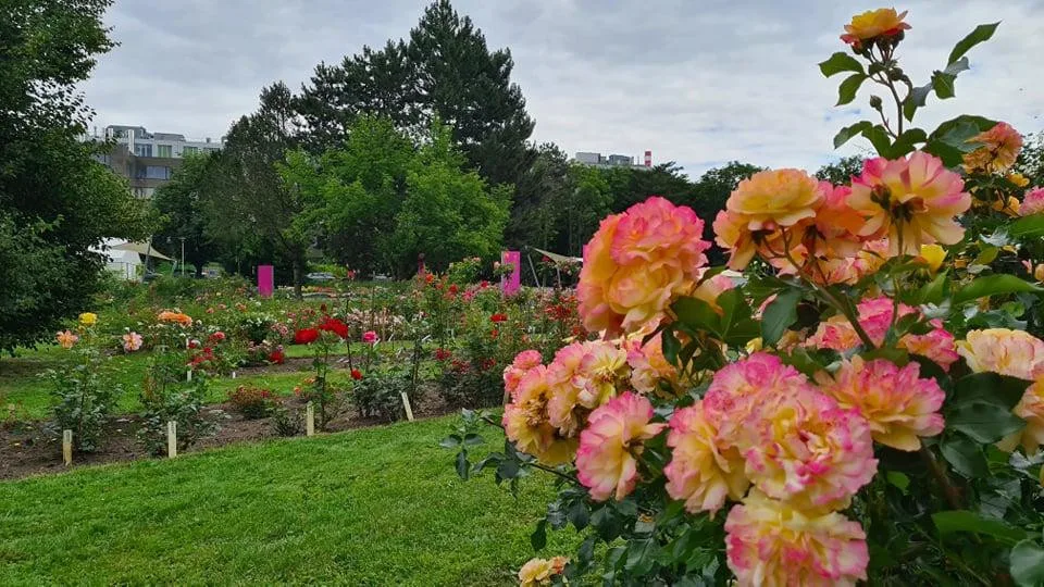 Přijďte odhalit tajemství nejvznešenější květiny na světě. Olomoucké Rozárium zve na oslavu růží