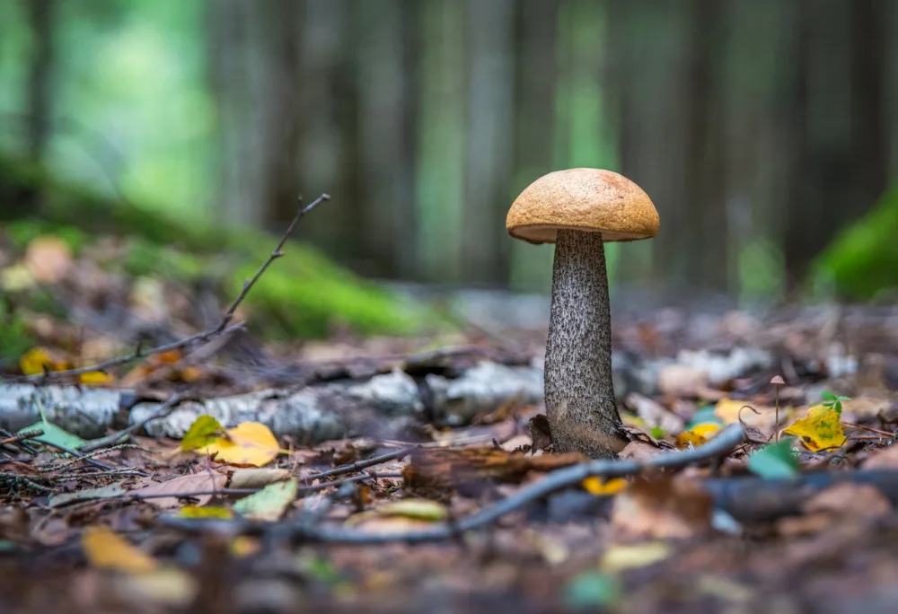 I přes deště a vysoké teploty zatím houby tolik nerostou