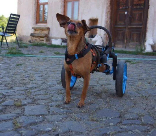 Česká firma vyrábí invalidní vozíky pro handicapované pejsky, připravuje vylepšený i pro lidi