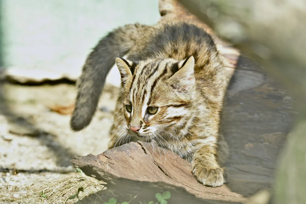 FOTO: Mláďata kočky amurské čeká na konci roku cestování