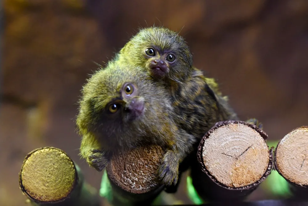 FOTO: V olomoucké zoo přišla na svět mláďata nejmenší žijící opice na světě
