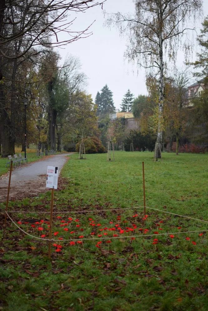 V Bezručových sadech vyrostlo makové pole, které připomíná válečné veterány. Součástí je i veřejná sbírka