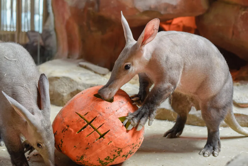 VIDEO a FOTO: Tygřice, opice či medojedi si užili „Dýňobraní“ v olomoucké zoo