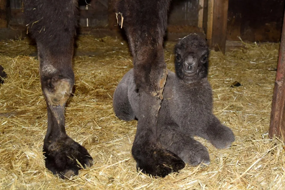 Velbloudí babička v olomoucké zoo porodila mládě. Jmenuje se Eliot
