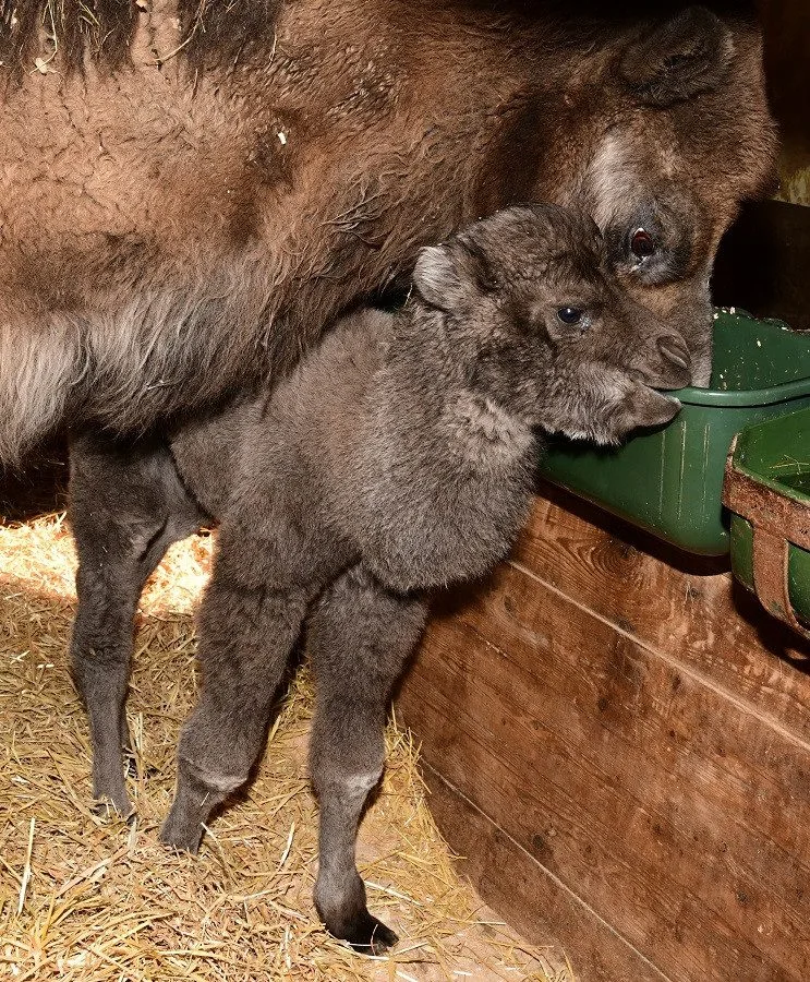 V olomoucké zoo se narodilo mládě velblouda dvouhrbého, dostalo jméno Eliot