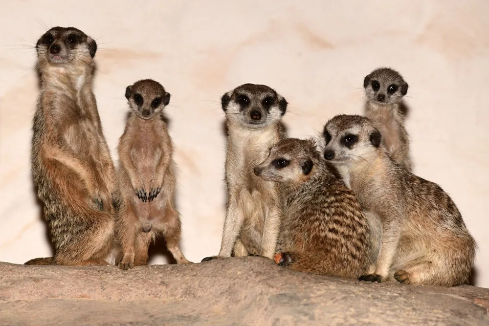 V olomoucké zoo se narodila tři mláďata oblíbených surikat
