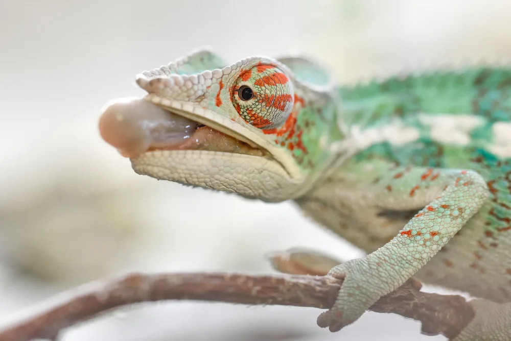 V olomoucké zoo mohou návštěvníci nově vidět chameleona pardálího
