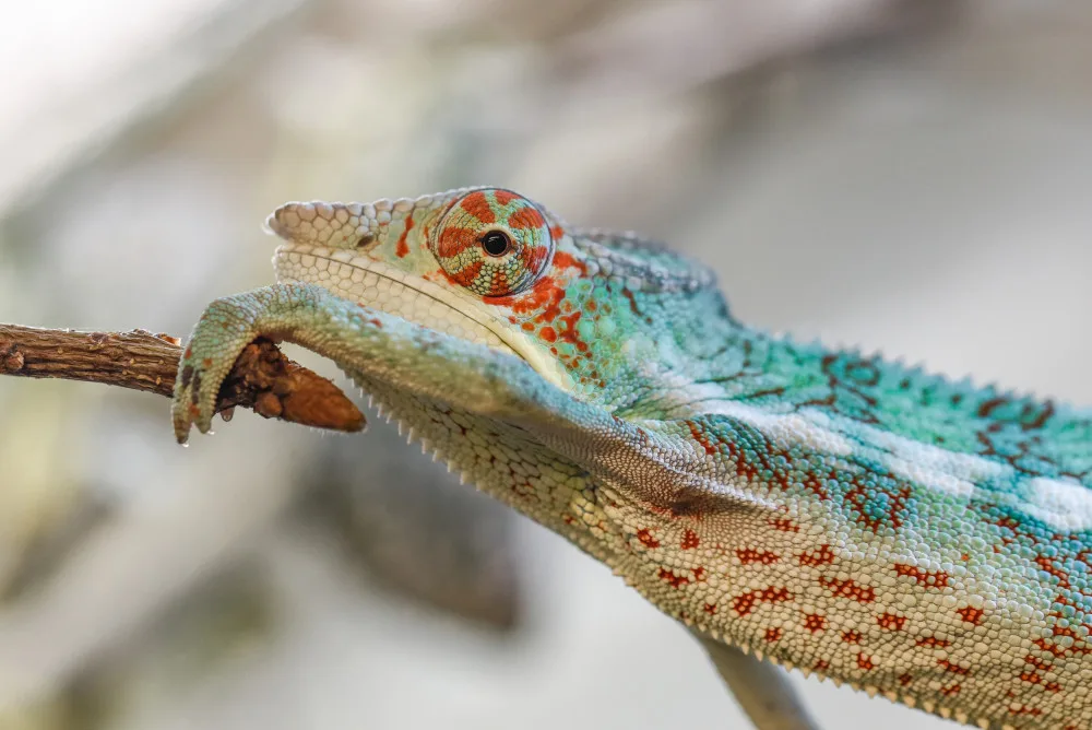 V olomoucké zoo mohou návštěvníci nově vidět chameleona pardálího