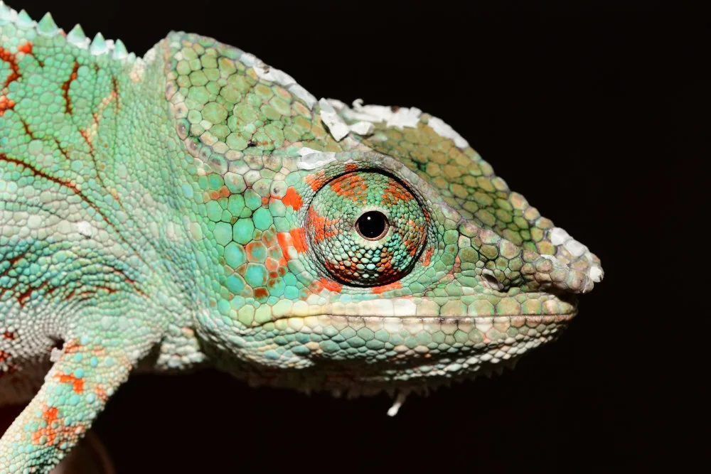 V olomoucké zoo mohou návštěvníci nově vidět chameleona pardálího