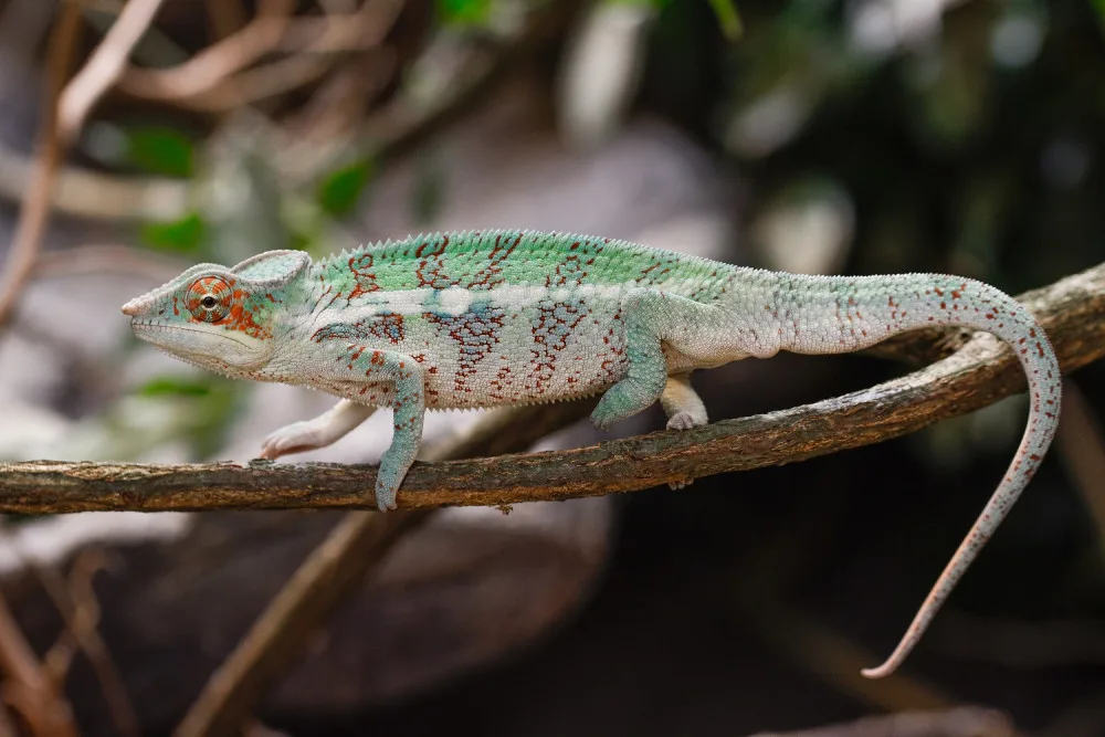 V olomoucké zoo mohou návštěvníci nově vidět chameleona pardálího