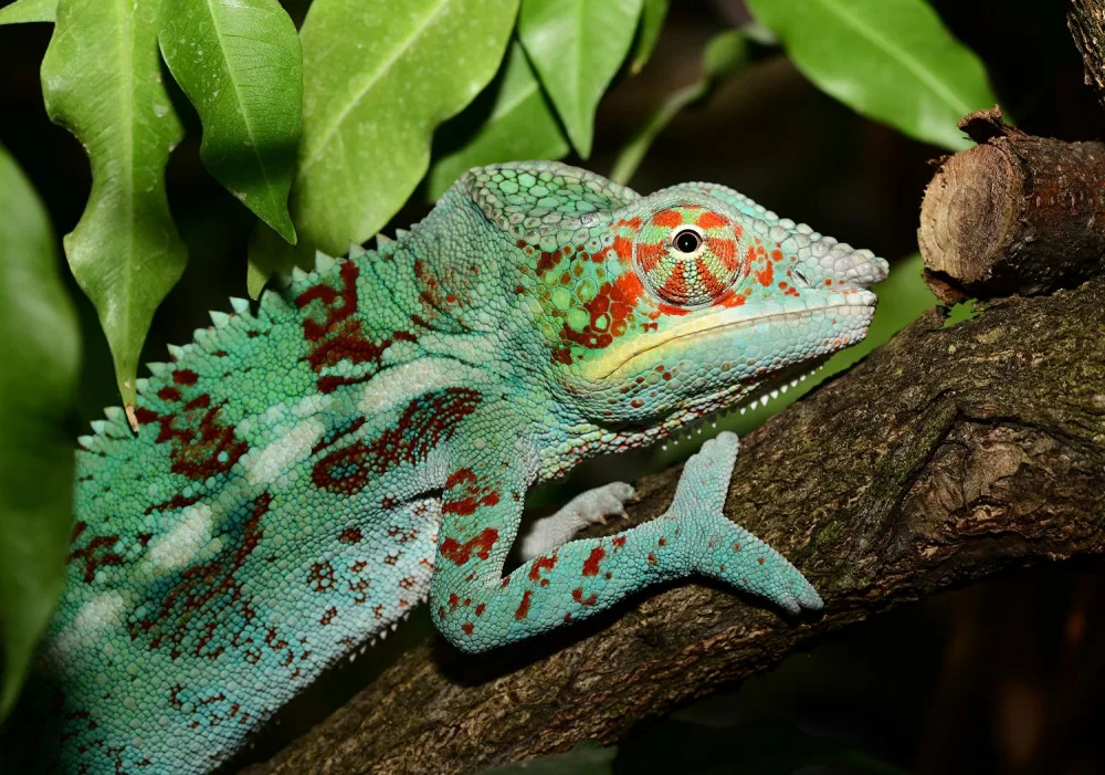V olomoucké zoo mohou návštěvníci nově vidět chameleona pardálího