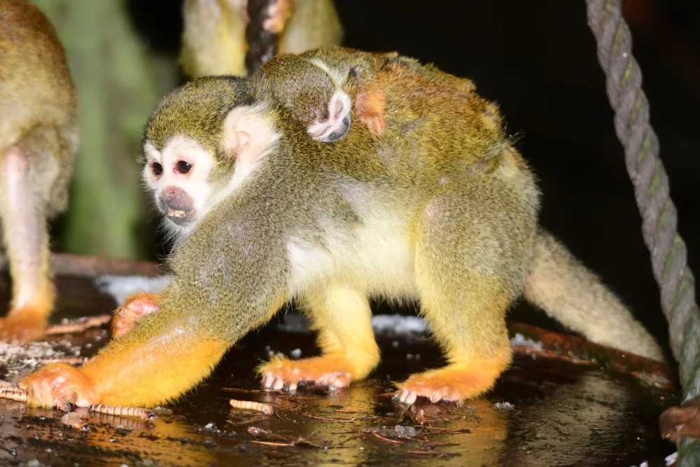 FOTO: Olomoucká zoo hlásí první mláďata nového roku. Kdo si letos připsal prvenství?