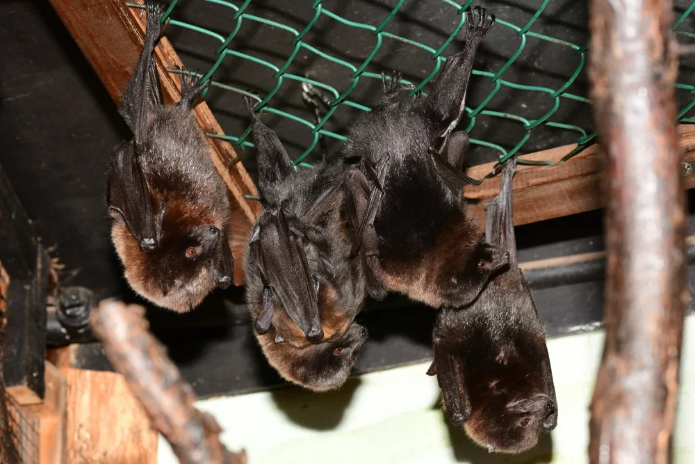 FOTO: Olomoucká zoo hlásí první mláďata nového roku. Kdo si letos připsal prvenství?