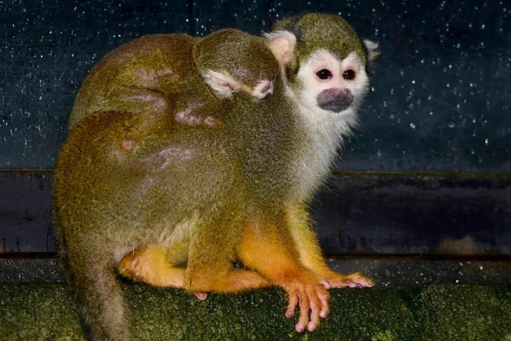FOTO: Olomoucká zoo hlásí první mláďata nového roku. Kdo si letos připsal prvenství?