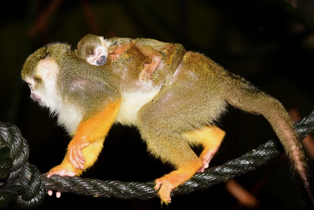 FOTO: Olomoucká zoo hlásí první mláďata nového roku. Kdo si letos připsal prvenství?
