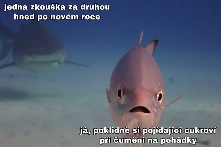 Autorka UPOL memes: Je to obecně důležitější než kdy předtím. Prozradí identitu?