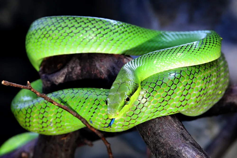 Olomoucká zoo rozšířila expozici s varany, užovkami a leguány