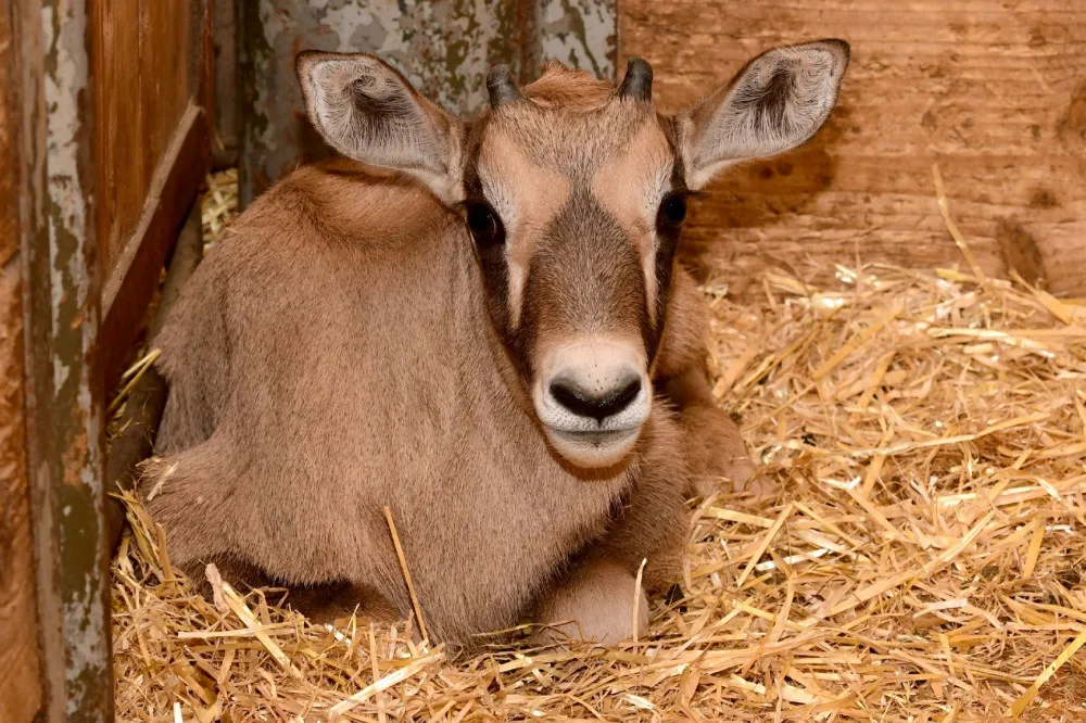 V olomoucké zoologické zahradě se narodilo už sedm antilop. Další jsou na cestě