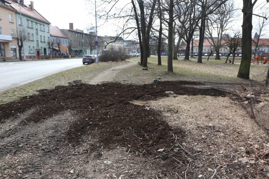 Olomoucká radnice připravuje revitalizaci parku. Začala kácet náletové dřeviny