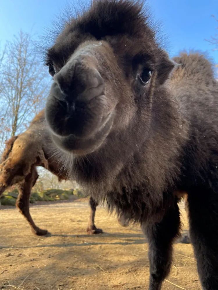 Olomoucká zoologická zahrada přivítala další velbloudí mládě