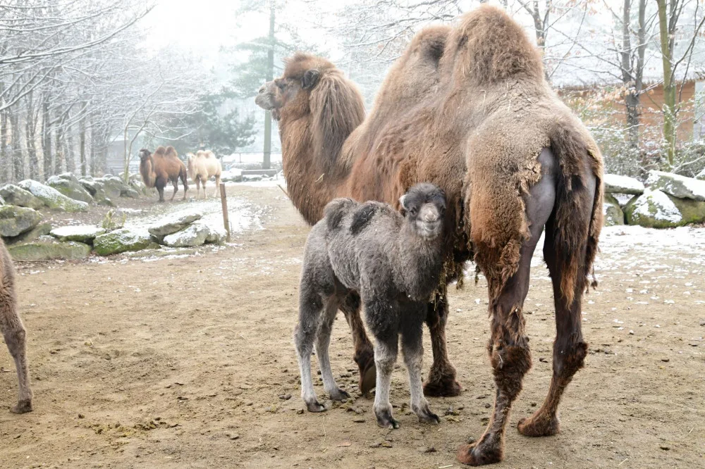 Olomoucká zoologická zahrada přivítala další velbloudí mládě