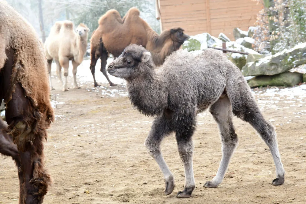 Olomoucká zoologická zahrada přivítala další velbloudí mládě
