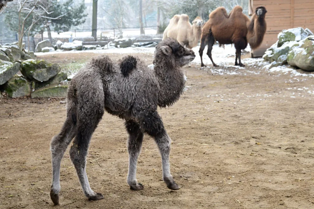 Olomoucká zoologická zahrada přivítala další velbloudí mládě