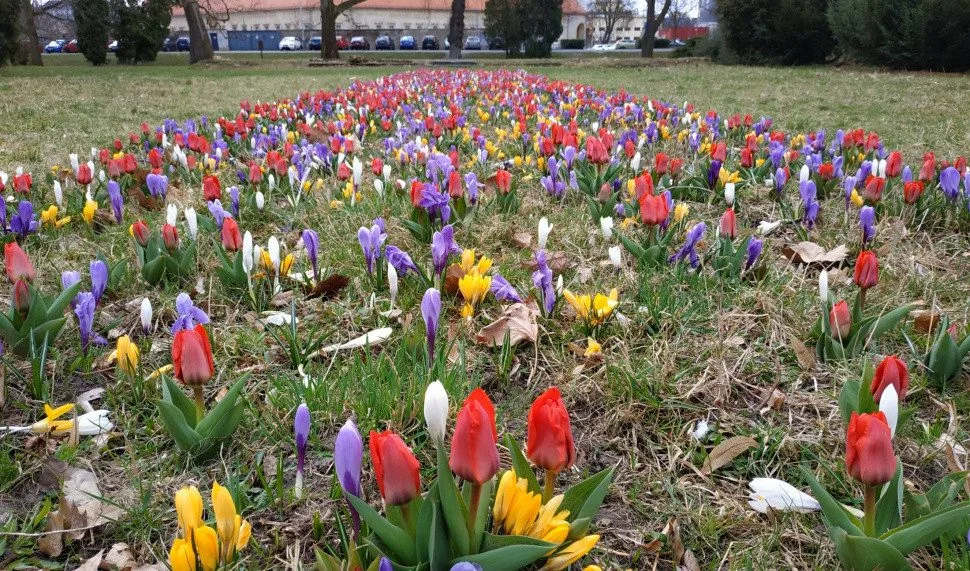 Pestrobarevné květiny na jaře ozdobí několik nových míst v Olomouci