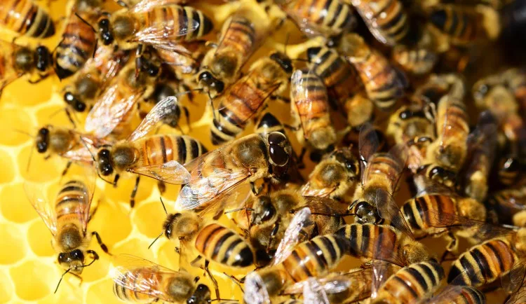 size3-15817687914552-152-honey-bees-326336-1280