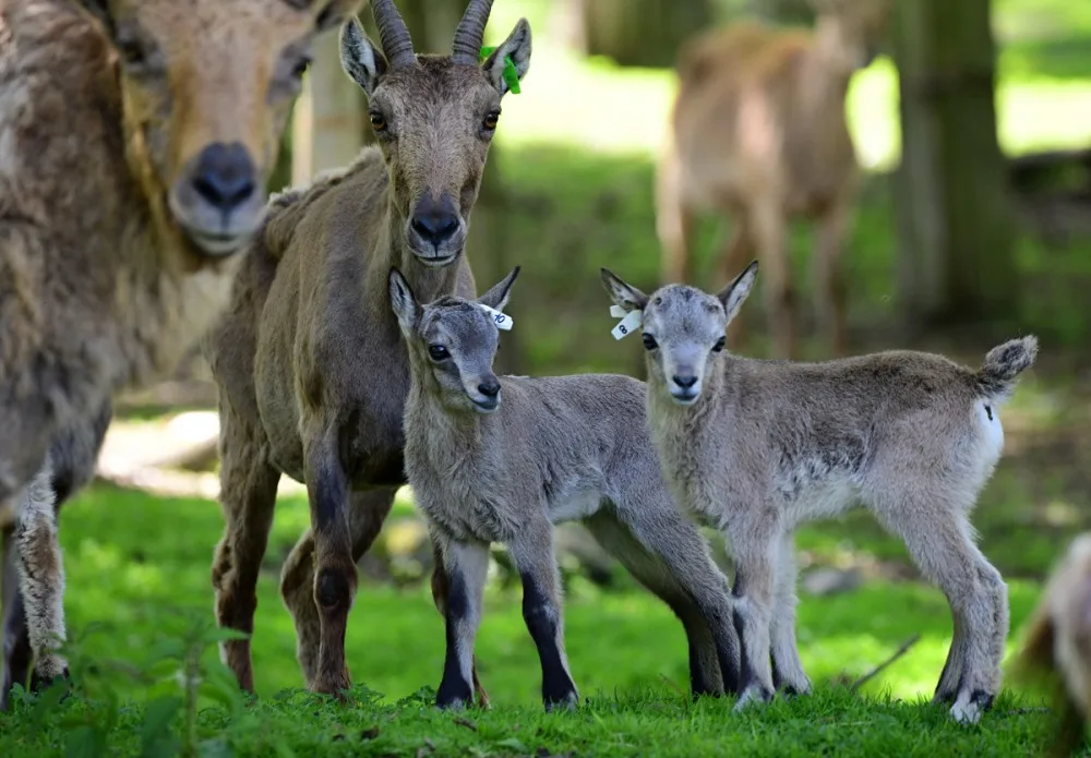 Olomoucká zoo přivítala na svět tři mláďata kozorožce kavkazského