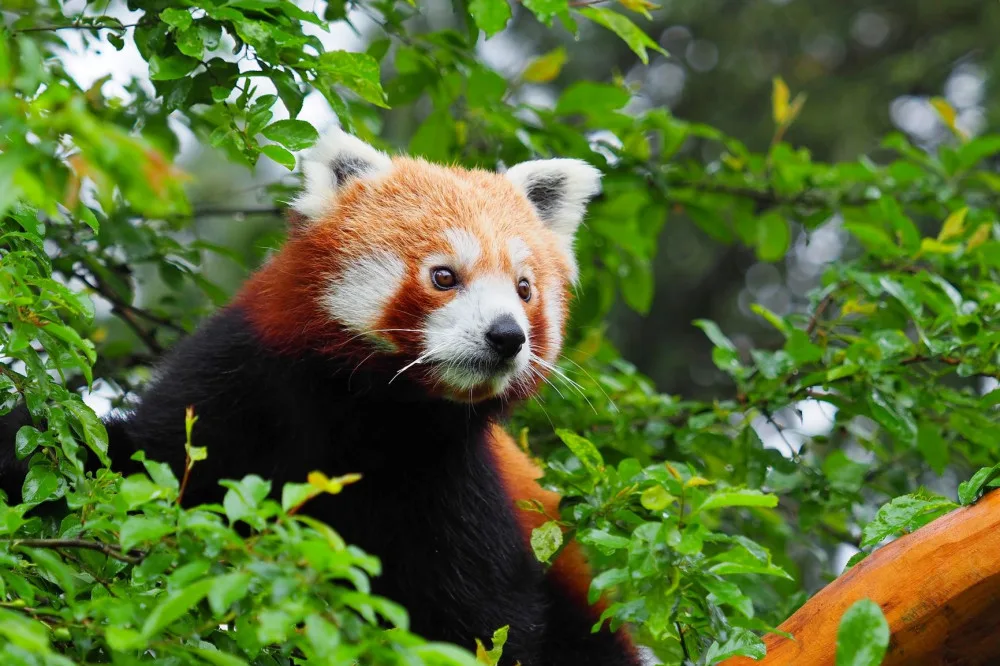 Olomoucká zoo získala z Francie dva samce ohrožené pandy červené