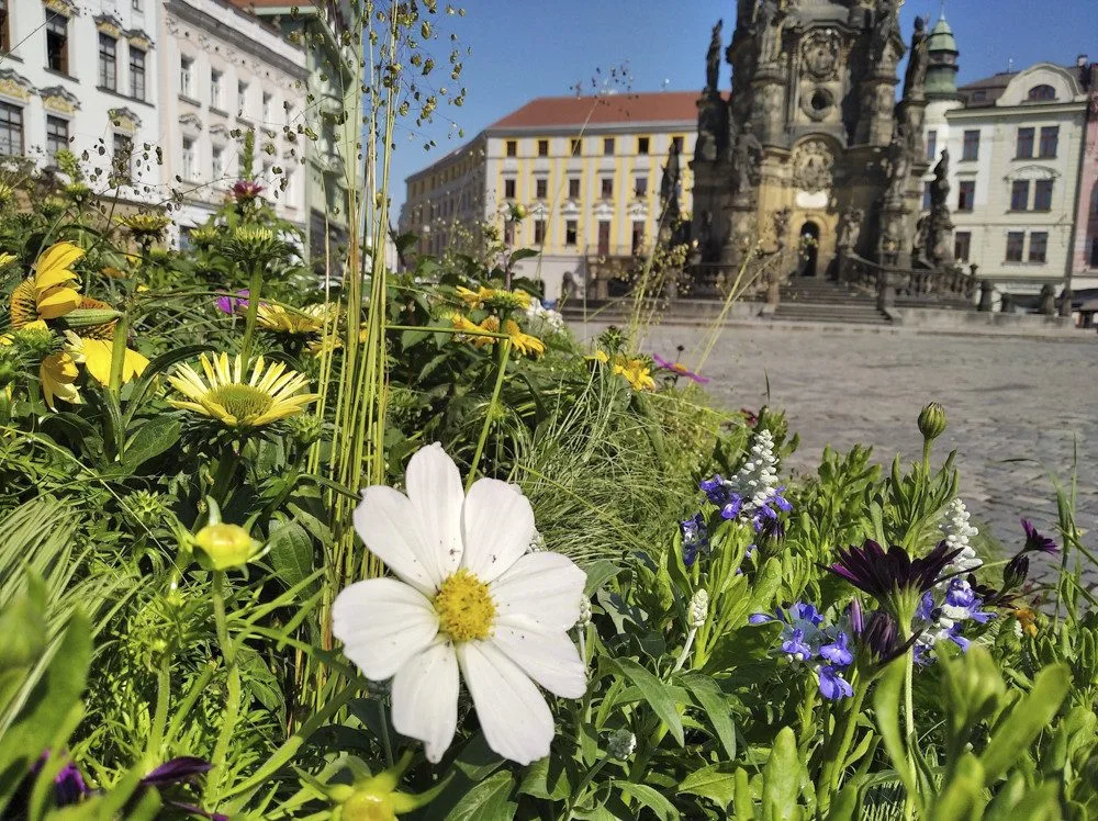 Květinová výzdoba na olomouckém Horním náměstí