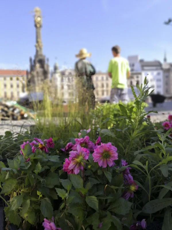 Květinová výzdoba na olomouckém Horním náměstí