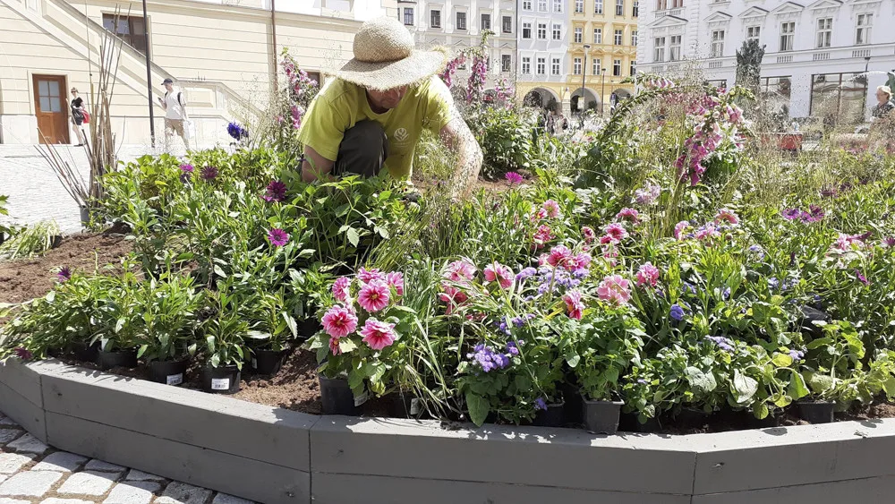 Květinová výzdoba na olomouckém Horním náměstí