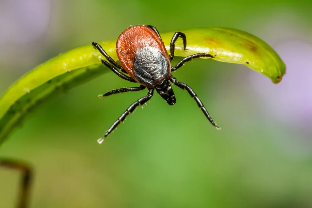 kliste_ilustracni_foto