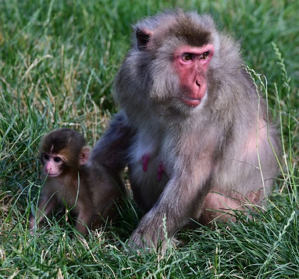Skupinka chronických útěkářů se rozrostla. V Olomoucké zoo se narodila dvojice makaků