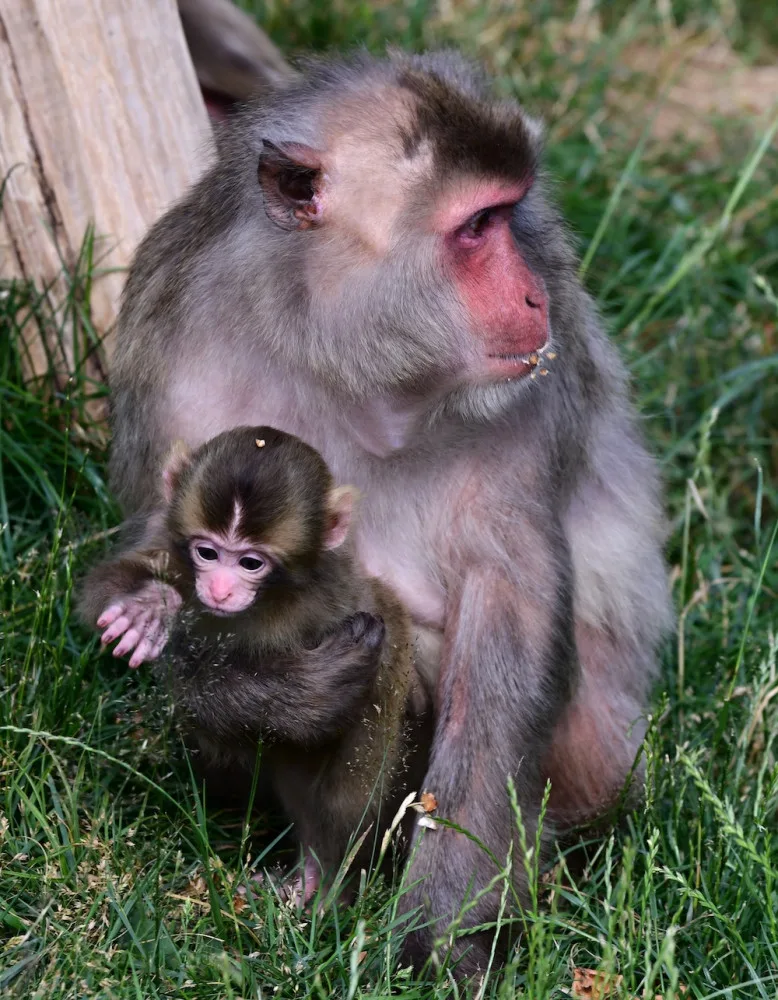 Skupinka chronických útěkářů se rozrostla. V Olomoucké zoo se narodila dvojice makaků