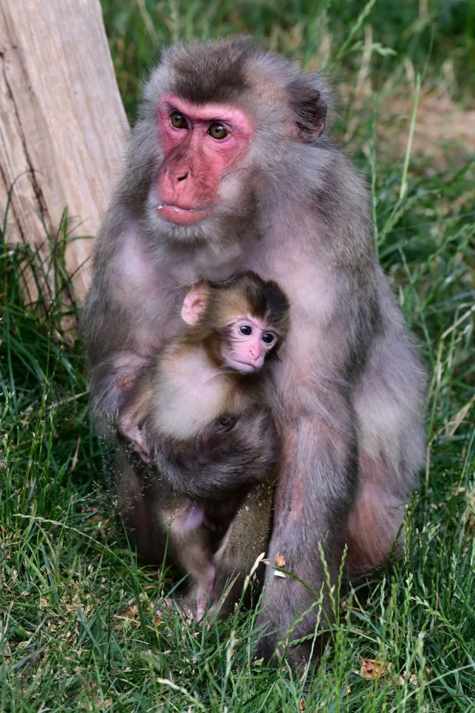 Skupinka chronických útěkářů se rozrostla. V Olomoucké zoo se narodila dvojice makaků