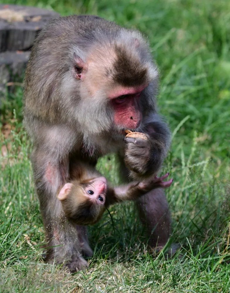 Skupinka chronických útěkářů se rozrostla. V Olomoucké zoo se narodila dvojice makaků