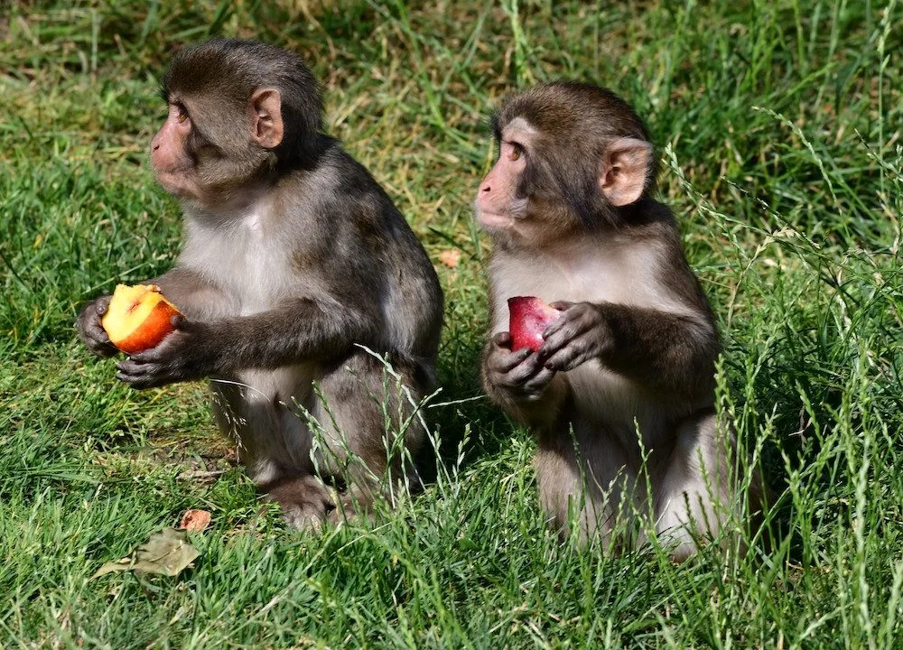 Skupinka chronických útěkářů se rozrostla. V Olomoucké zoo se narodila dvojice makaků