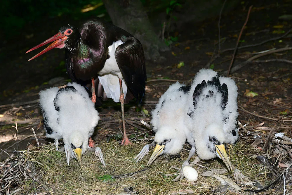 Čápi černí se v olomoucké zoologické zahradě uhnízdili na zemi vedle umělé čedičové skály ve voliéře zvané Bábovka