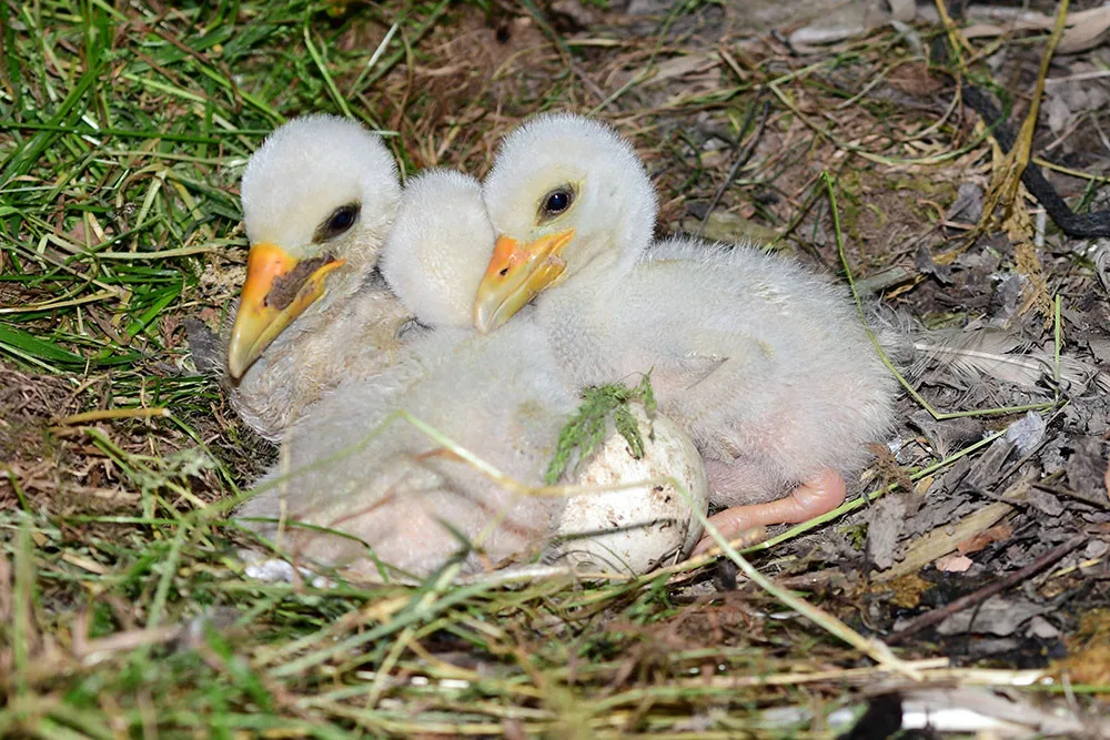 Čápi černí se v olomoucké zoologické zahradě uhnízdili na zemi vedle umělé čedičové skály ve voliéře zvané Bábovka