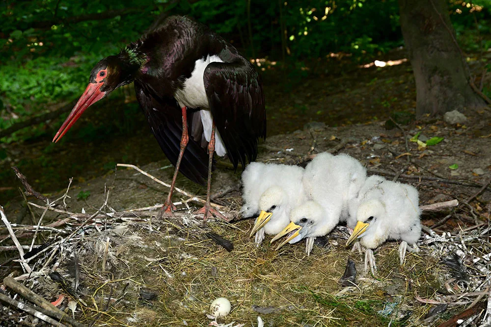 Čápi černí se v olomoucké zoologické zahradě uhnízdili na zemi vedle umělé čedičové skály ve voliéře zvané Bábovka