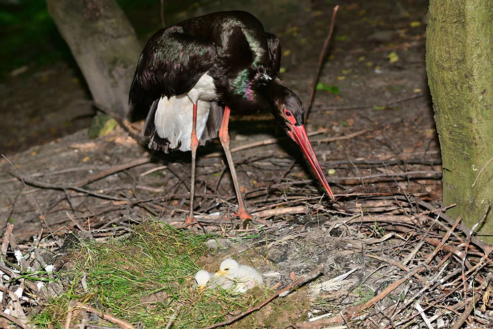 Čápi černí se v olomoucké zoologické zahradě uhnízdili na zemi vedle umělé čedičové skály ve voliéře zvané Bábovka