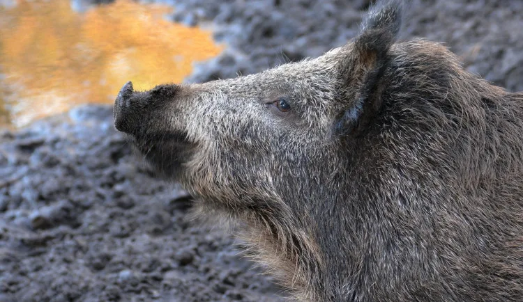 divočák