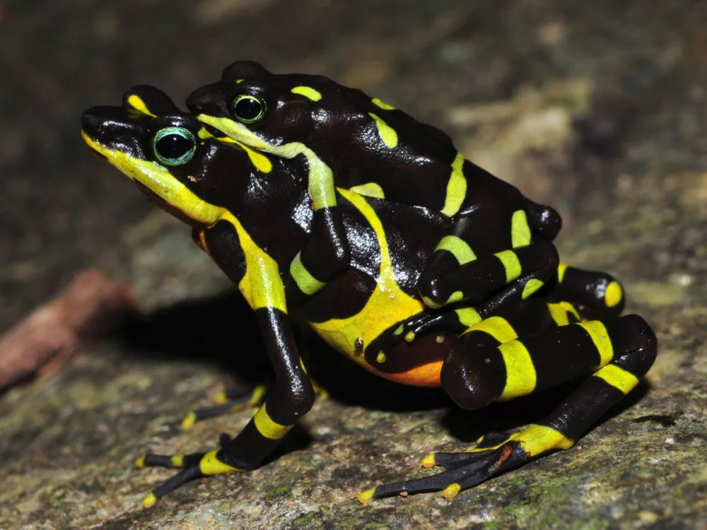 Atelopus5