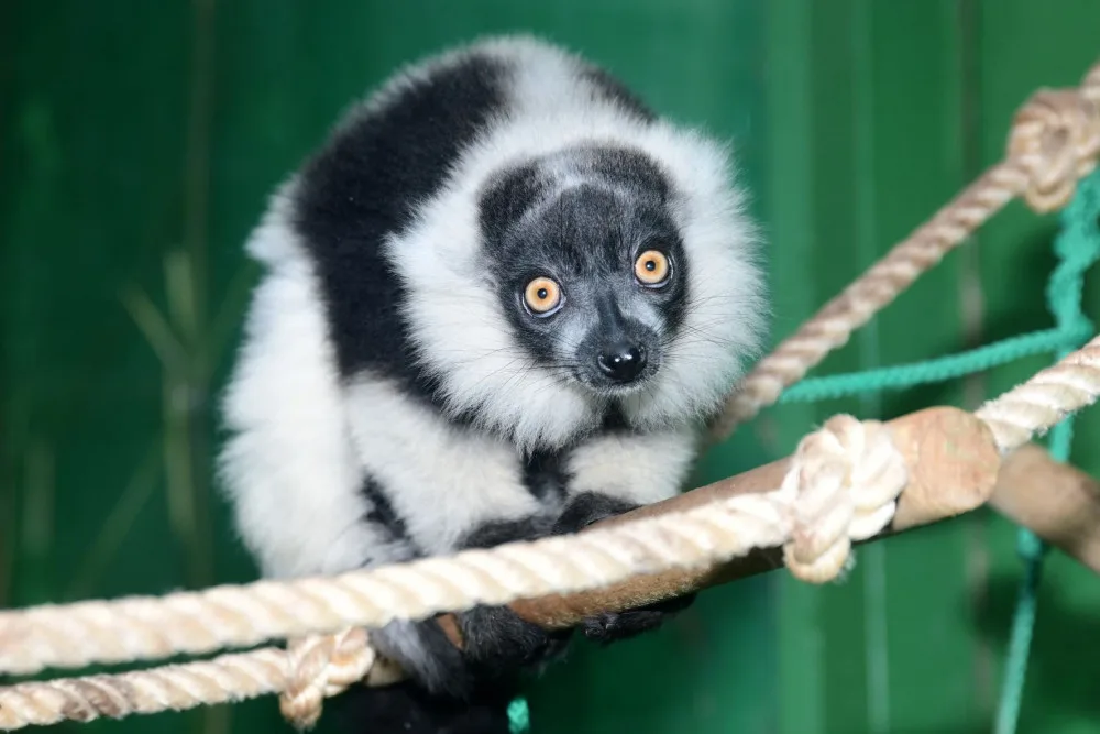 lemur 3