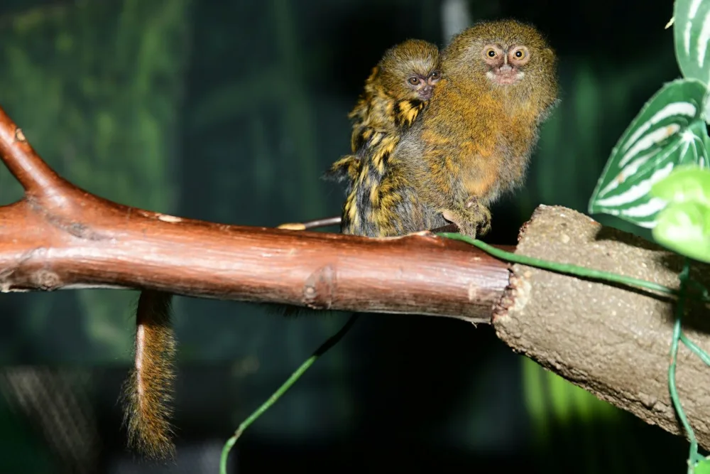 V olomoucké zoo je možno vidět mláďata nejmenších opic na světě, kosmanů zakrslých