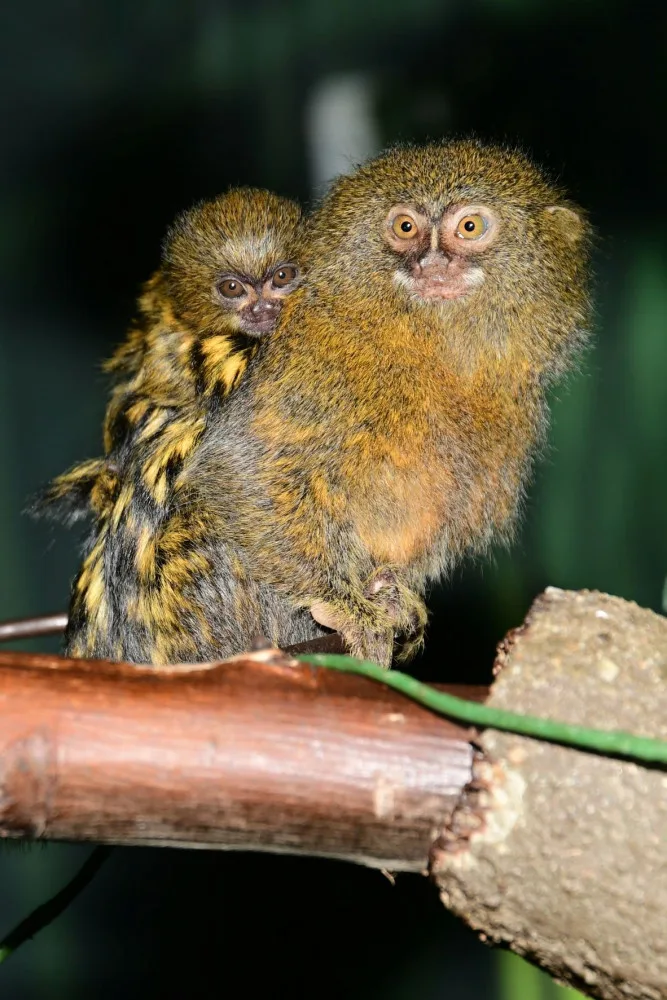 V olomoucké zoo je možno vidět mláďata nejmenších opic na světě, kosmanů zakrslých