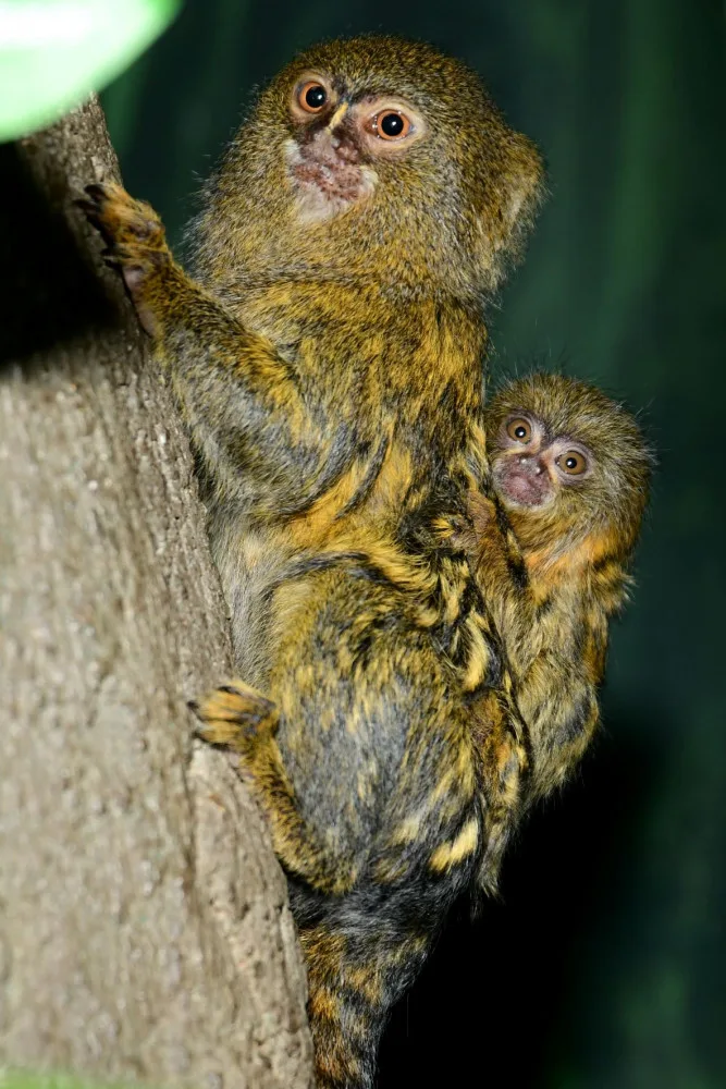 V olomoucké zoo je možno vidět mláďata nejmenších opic na světě, kosmanů zakrslých